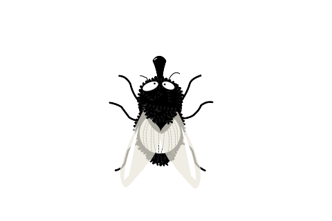 fly